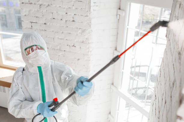 Trusted Mascoutah, IL Mold Removal Experts